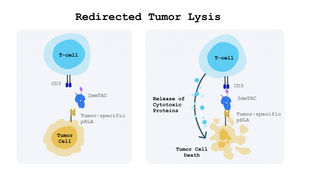 Graphic figure showing redirected tumor lysis
