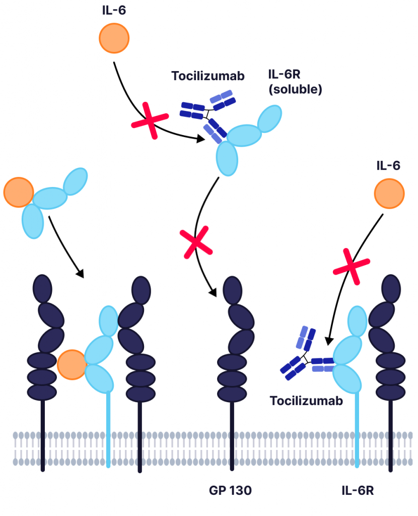 Mechanism of action of tociilizumab in inhibiting IL-6 