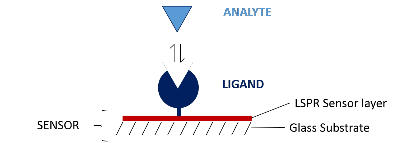 Diagram depicting the immobilized binding partner and analyte on an LSPR sensor surface.
