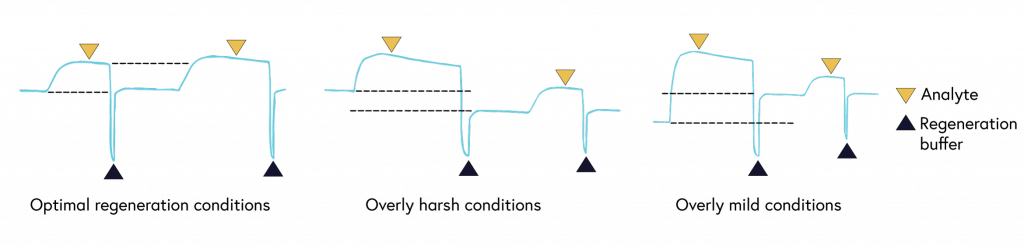 Figure 8 comparing sensorgrams of binding systems with optimal regeneration conditions, overly harsh conditions, and overly mild conditions. The sensorgrams show the baseline and height of subsequent analyte injections at the same concentration. (a) Unchanged baseline and height indicates all of the analyte was removed from the sensor; (b) A decrease in baseline and height indicates some of the ligand was removed from the sensor, reducing the number of binding sites; (c) An increase in the baseline indicates the analyte was partially removed from the ligand, reducing available binding sites. 