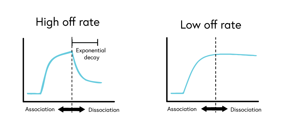 Figure 6 shows dissociation curves of binding systems with high off rate and low off rate. Systems with low off rates require a regeneration step to ensure high quality surface plasmon resonance (SPR) data.