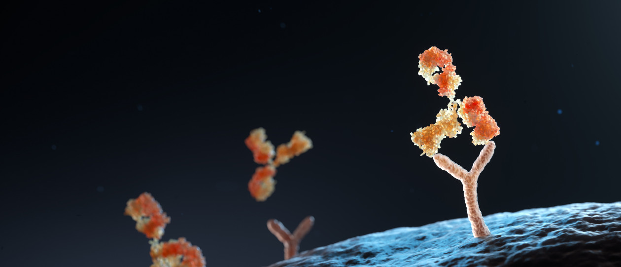 Multiple antibodies are shown binding to receptors on cell surface.